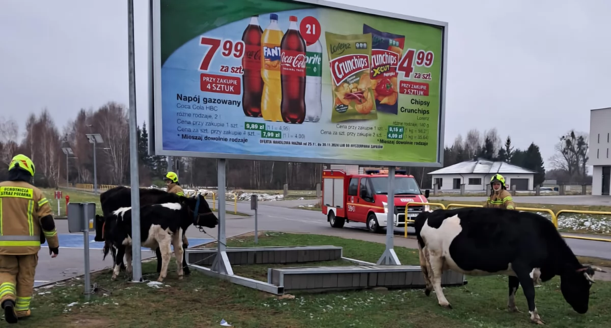 Wydarzenia lokalne, Krowy… zakupach - zdjęcie, fotografia