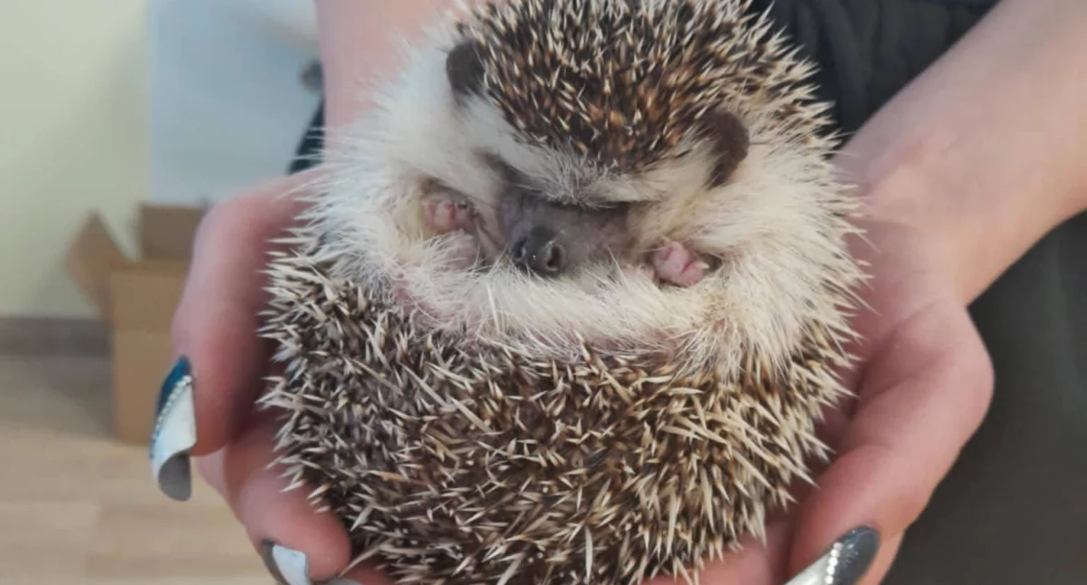 Edukacja, Kolczasta lekcja anatomii - zdjęcie, fotografia