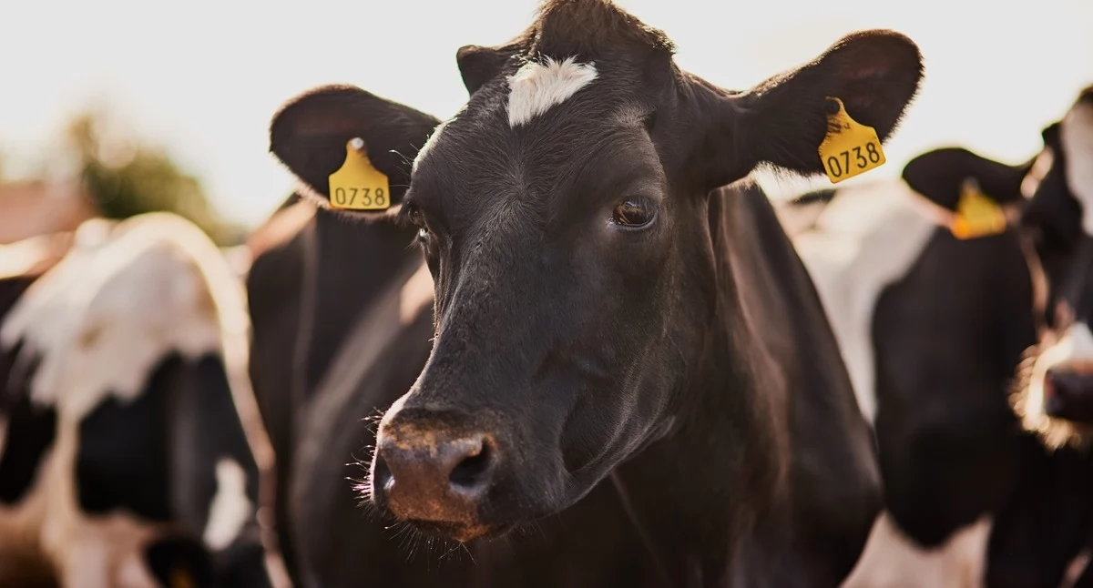 Ciekawostki, Wyposażenie gospodarstwa rolnego niezbędne nowoczesnej hodowli - zdjęcie, fotografia