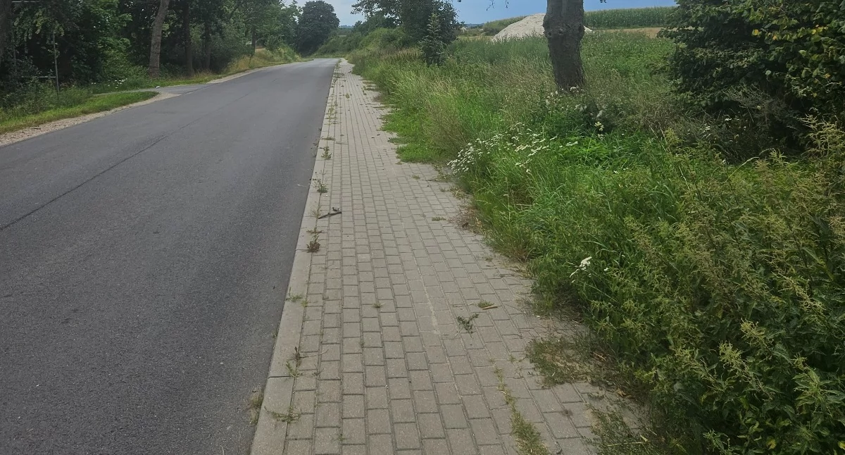 Interwencje, Chodniki zarastają Problem większy wydaje - zdjęcie, fotografia