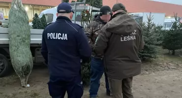 Sprawdzają, czy choinki nie są 