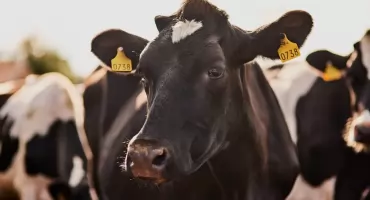 Wyposażenie gospodarstwa rolnego – co jest niezbędne w nowoczesnej hodowli?     